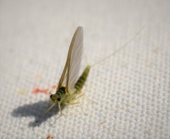 Baetis brunneicolor