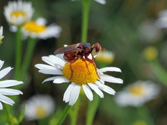 Myopa dorsalis