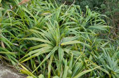 Freycinetia formosana