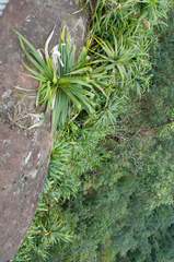 Freycinetia formosana