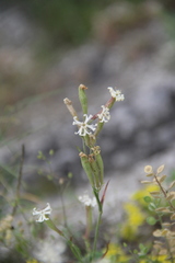 Silene supina
