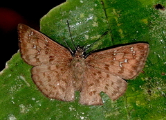 Carrhenes meridensis