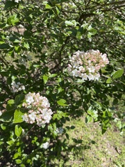 Viburnum carlesii