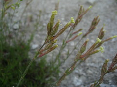 Silene supina