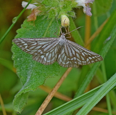 Schistostege decussata