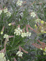 Silene supina