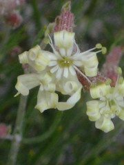 Silene supina