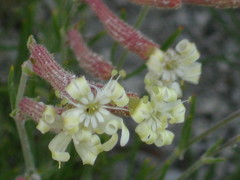 Silene supina