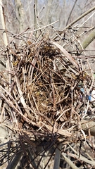 Cistothorus palustris