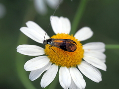 Nemophora fasciella