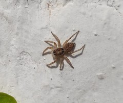 Menemerus semilimbatus