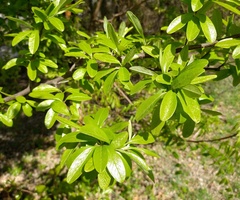 Sideroxylon lanuginosum