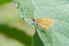 Ancyloxypha nitedula