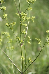 Silene wolgensis