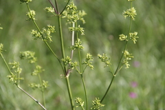 Silene wolgensis