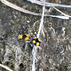 Dasymutilla munifica