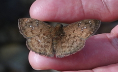 Carrhenes meridensis