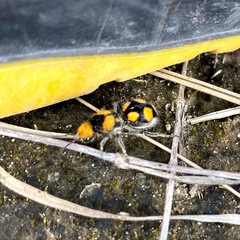 Dasymutilla munifica