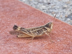 Rhammatocerus peragrans