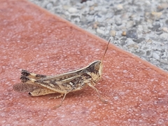 Rhammatocerus peragrans