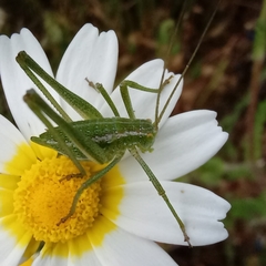 Odontura glabricauda