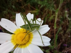 Odontura glabricauda