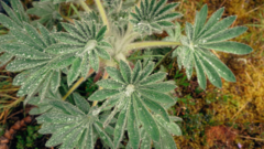 Lupinus triananus