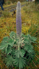 Lupinus triananus