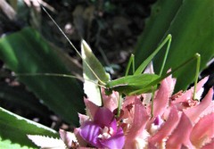 Hyperophora major