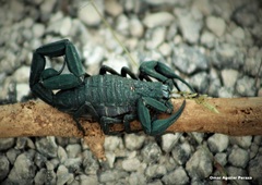 Centruroides caribbeanus