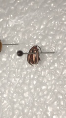 Disonycha admirabila