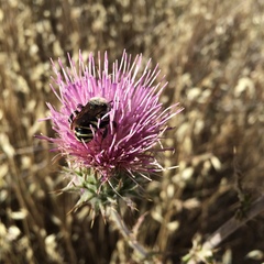 Trachusa timberlakei