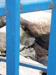 Nycticorax nycticorax obscurus