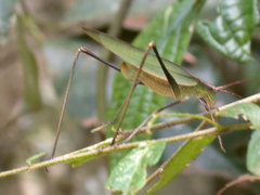 Hyperophora brasiliensis