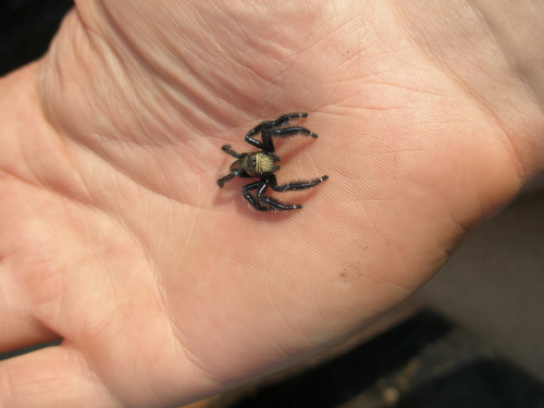 Hyllus grandis (Hyllus grandis)