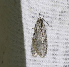 Semioscopis avellanella
