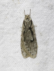 Semioscopis avellanella
