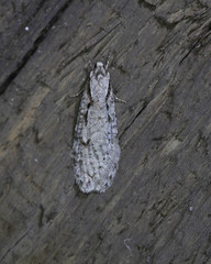 Semioscopis avellanella