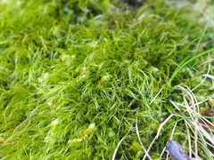 Flexitrichum gracile