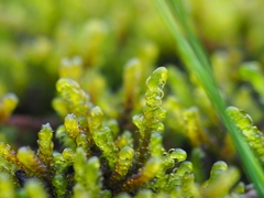 Palustriella falcata