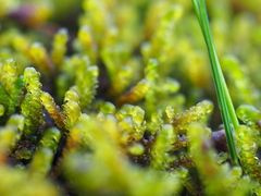 Palustriella falcata