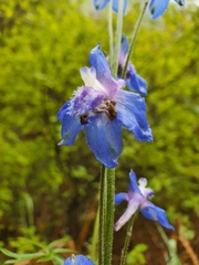 Delphinium madrense