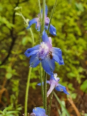 Delphinium madrense