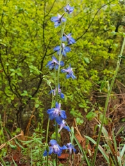 Delphinium madrense
