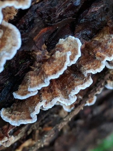 Stereum rugosum image