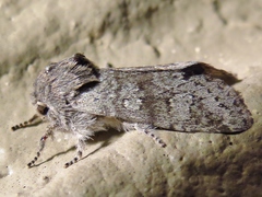 Psaphida rolandi
