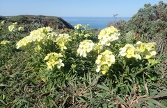 Erysimum concinnum