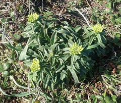 Erysimum concinnum
