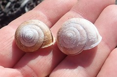 Helminthoglypta stiversiana