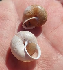 Helminthoglypta stiversiana